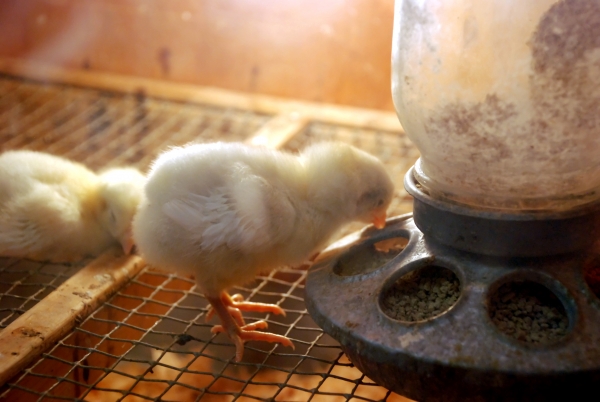 Creation of Newly Hatched Surprise: Step 2